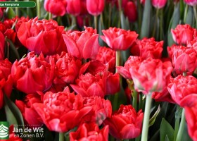 Tulipa Pamplona ® (2)